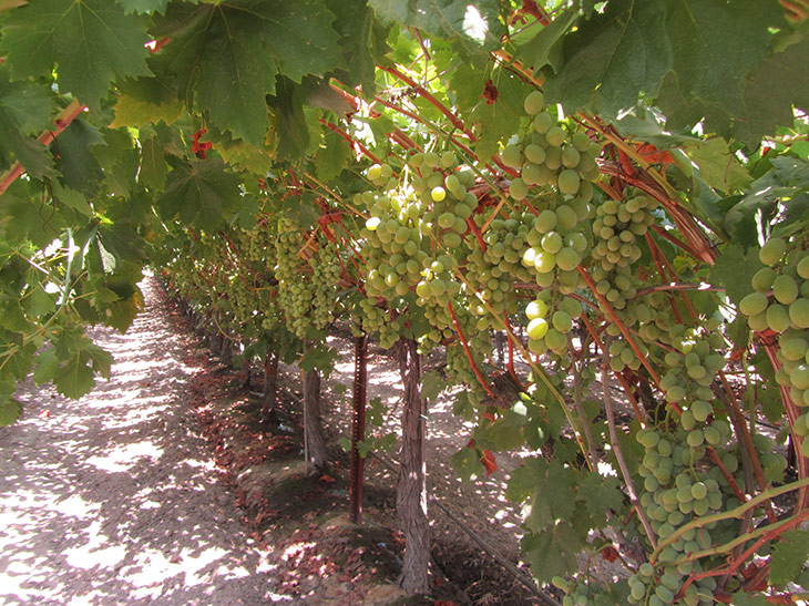 PAI Portfolio - Grapes