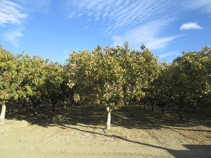 Pistachio Farm 1