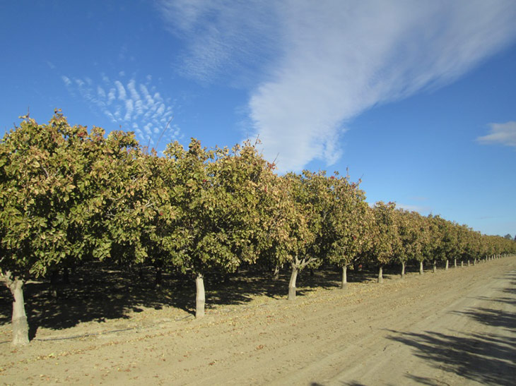 Pistachio Farm 2