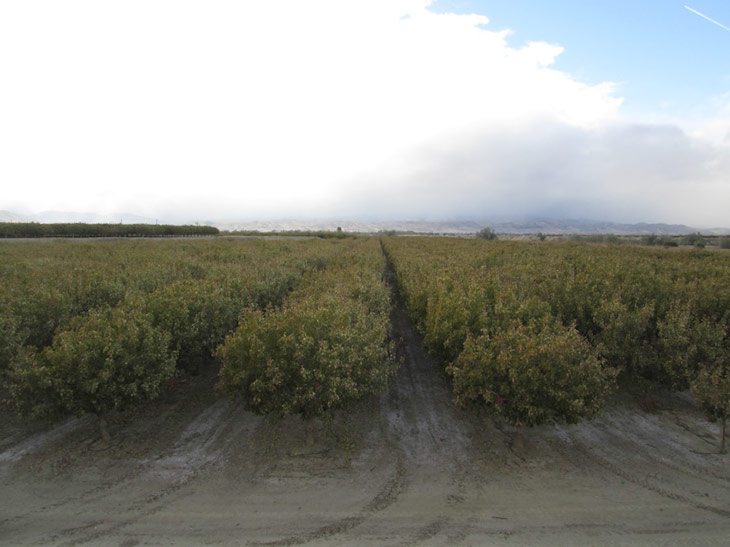 Pistachio Farm 3
