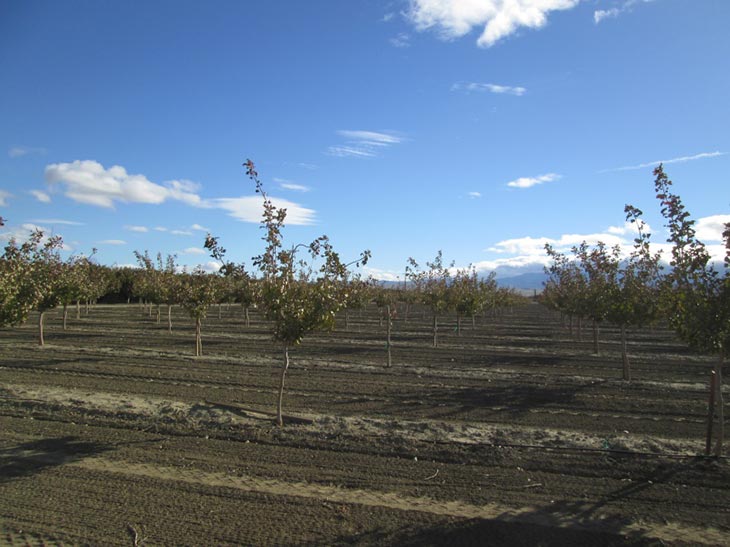 Pistachio Farm 4